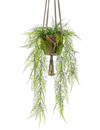 Emerald Kunst hangplant Asparagus plumosus 65cm in pot
