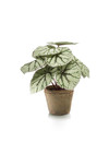Emerald Kunstplant Begoniastruik 25cm grijs in terracotta pot