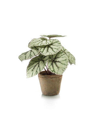 Emerald Kunstplant Begoniastruik 25cm grijs in terracotta pot