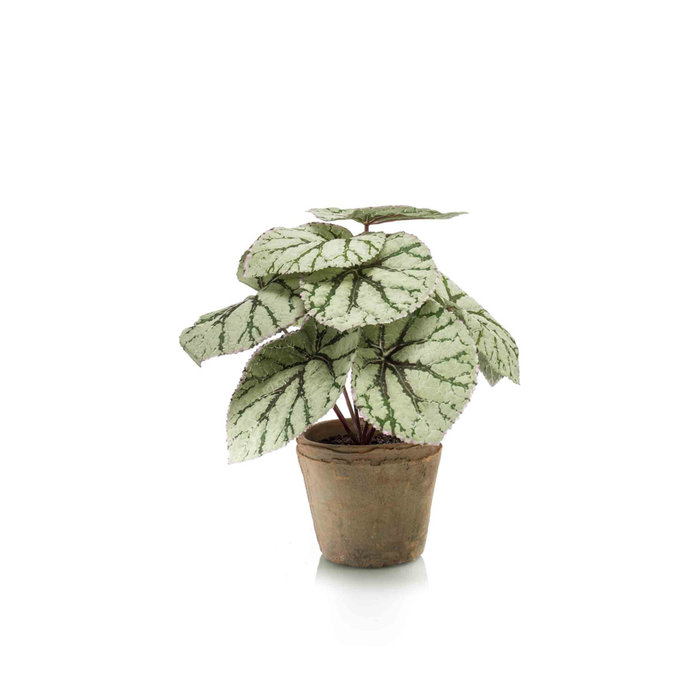 Emerald Kunstplant Begoniastruik 25cm grijs in terracotta pot