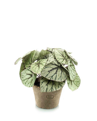 Emerald Kunstplant Begonia Grijs 25cm in aged pot