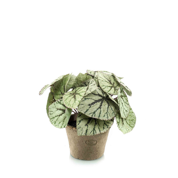 Emerald Kunstplant Begonia Grijs 25cm in aged pot