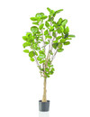Emerald Kunstplant Polyscias 150cm