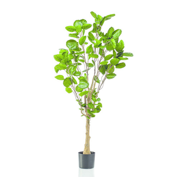 Emerald Kunstplant Polyscias 150cm