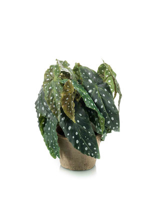 Emerald Kunstplant Begonia maculata groen 30cm in aged pot