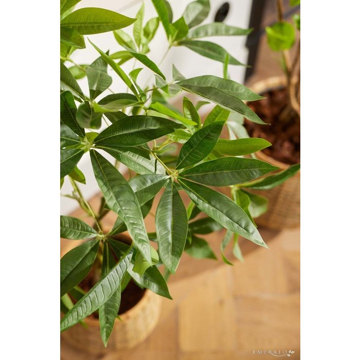 Emerald Kunstplant Pachira 90cm