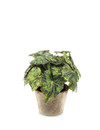Emerald Kunstplant Begonia groen 25cm in aged pot