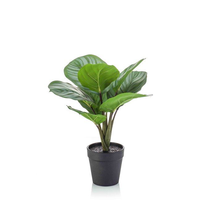 Emerald Kunstplant Calathea groen/grijs 30cm in zwarte pot