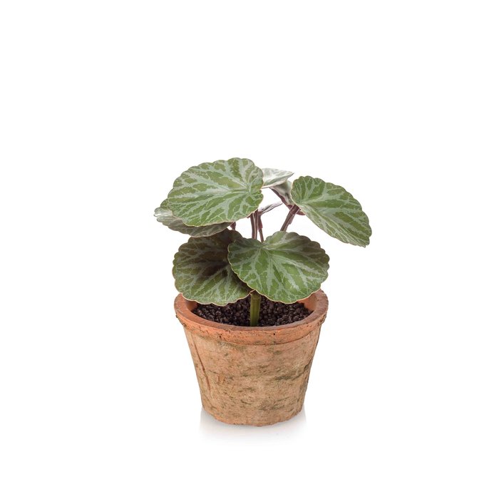 Emerald Kunstplant Steenbreek 13cm in terracotta pot