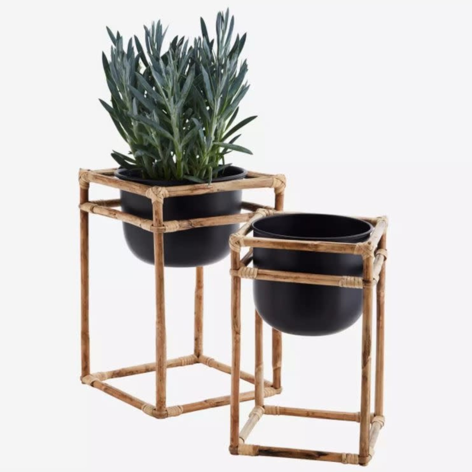 MADAM STOLTZ - Pot sur pied - Grand