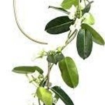 BOTANOPIA - Tuteur Arche