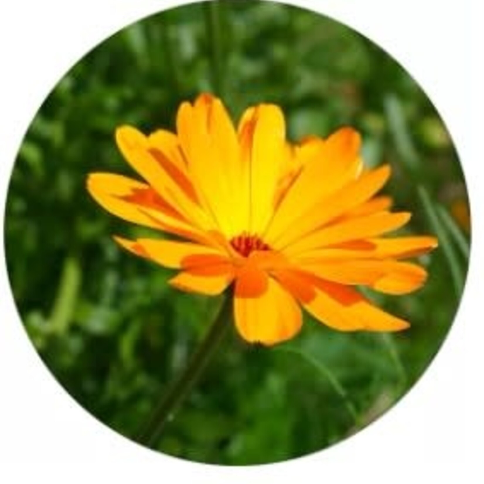 La Fabrique à sachets LA FABRIQUE A SACHET - Un peu, beaucoup, à la folie - Sachet de graines de Calendula