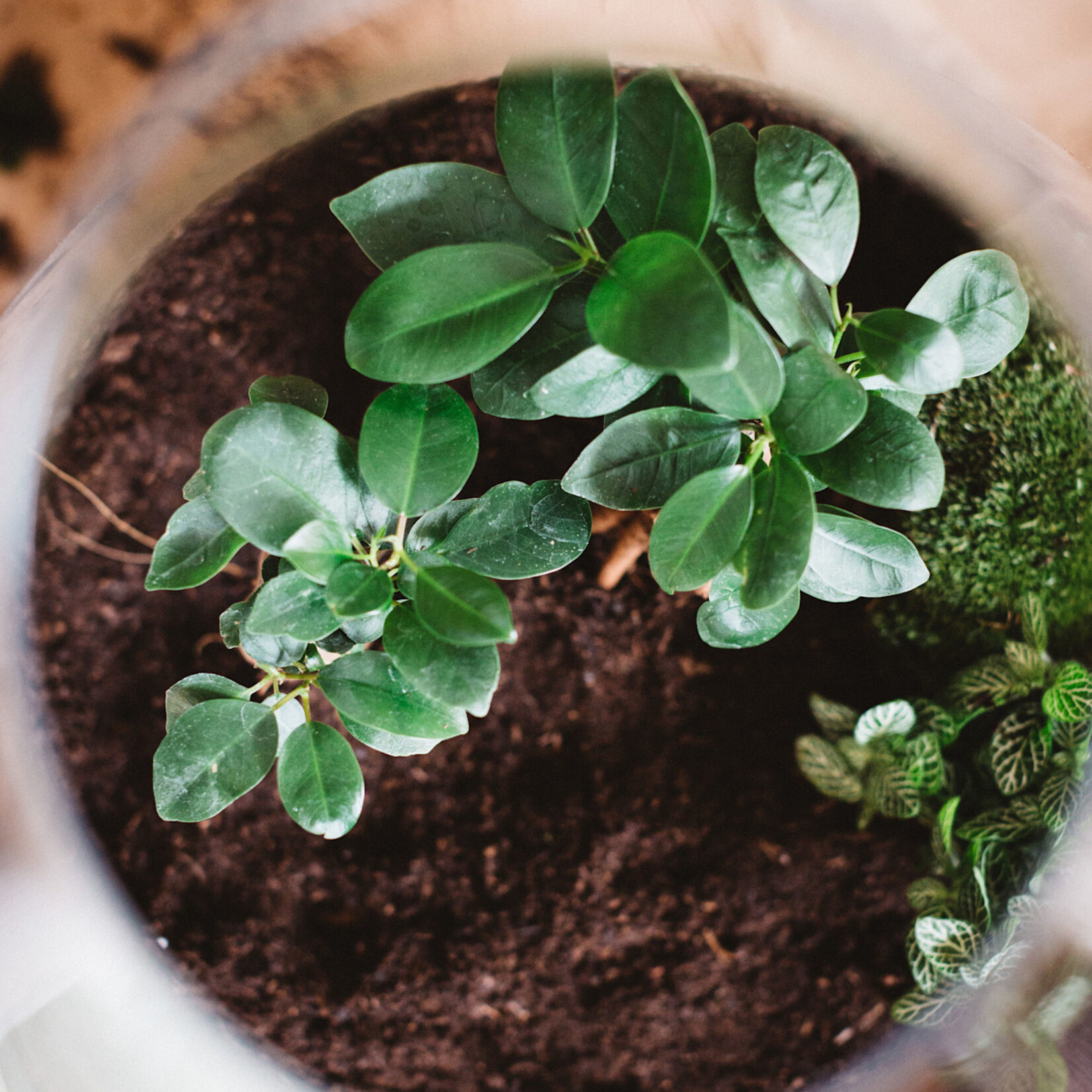 One Of A Kind Atelier terrarium - Dimanche 8 mars - 11h00