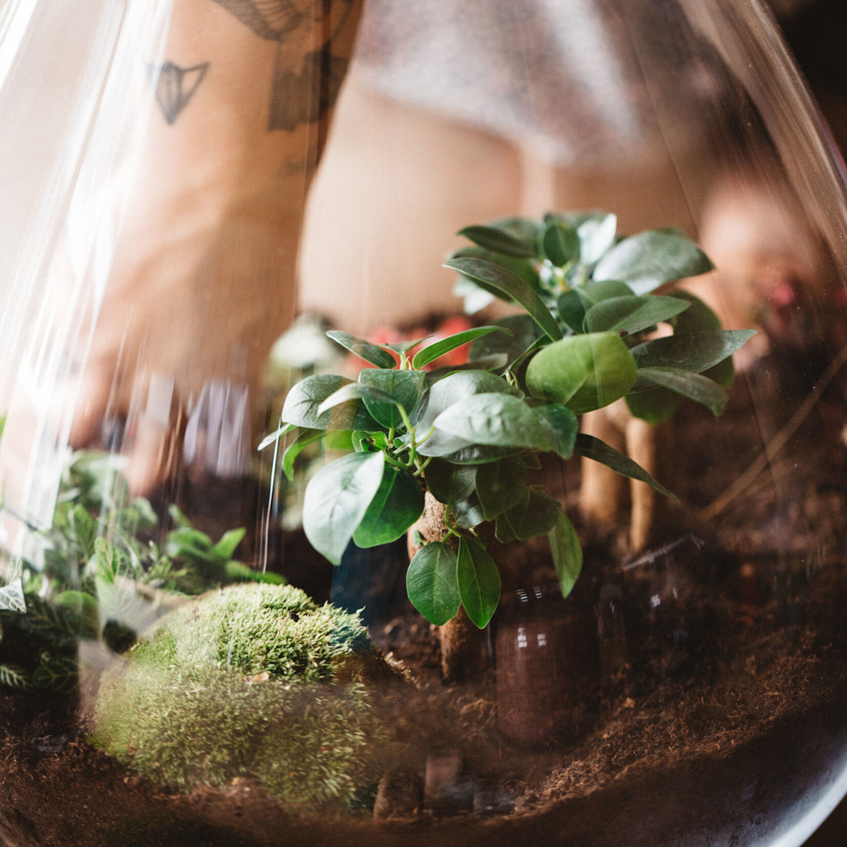 One Of A Kind Atelier terrarium - Dimanche 8 mars - 11h00