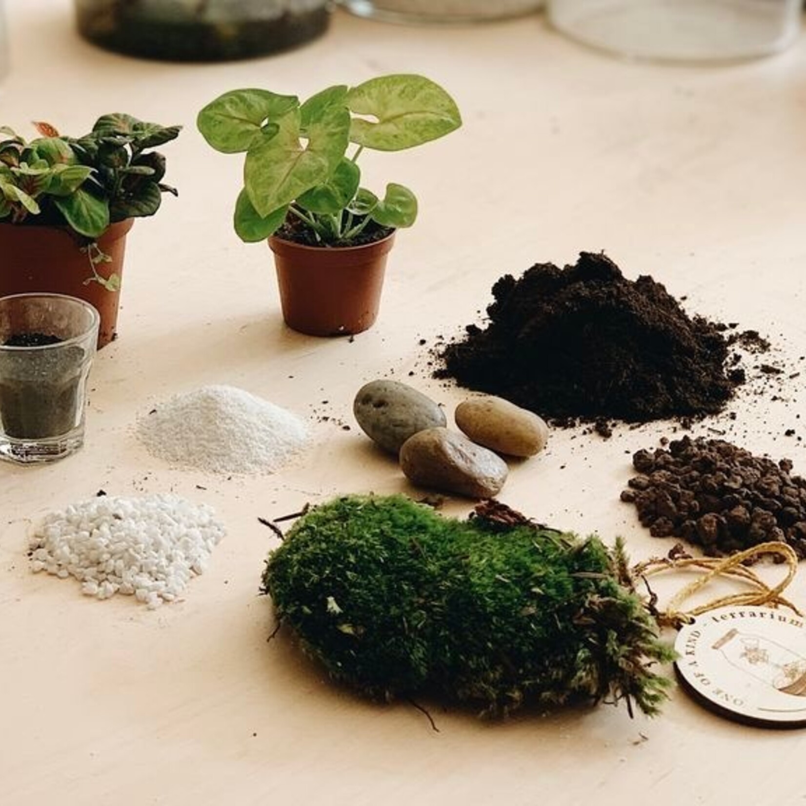 One Of A Kind Atelier terrarium - Dimanche 8 mars - 11h00