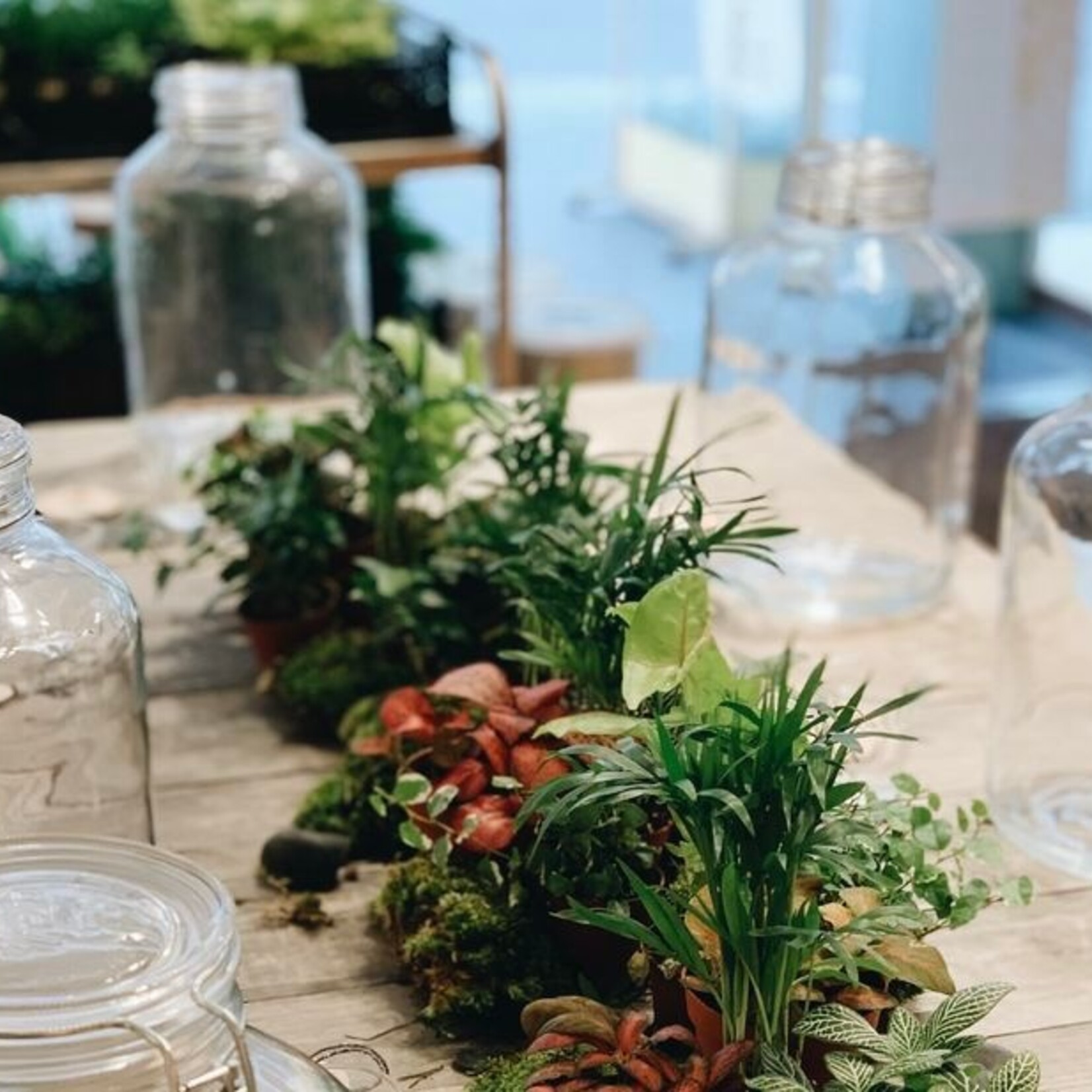 One Of A Kind Atelier terrarium - Samedi 14 mars - 11h00