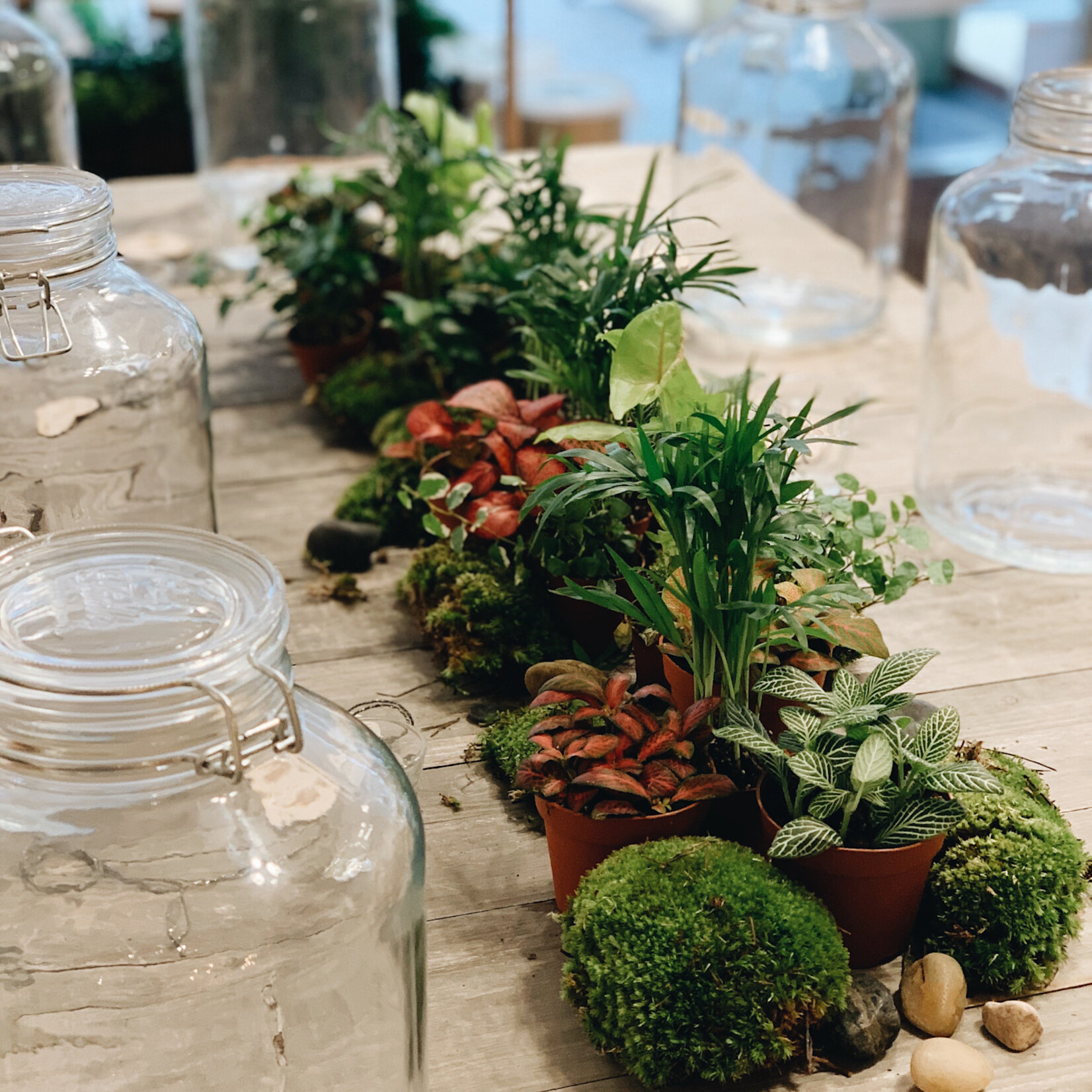 One Of A Kind Atelier Terrarium - Adulte