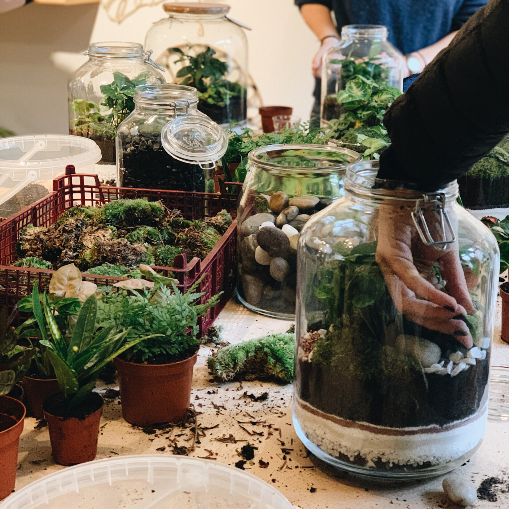 One Of A Kind Atelier Terrarium - Adulte