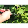 ARS ARS Fruitschaar - Oogstschaar - Rood - Rechte Bek - 17 cm ARS ARS Fruitschaar - Oogstschaar - Rood - Rechte Bek - 17 cm