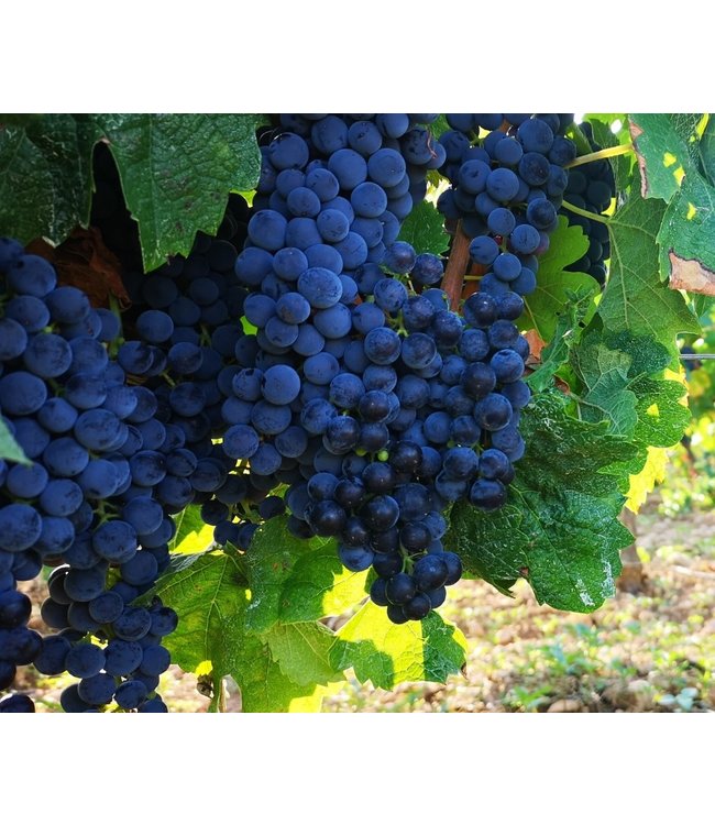 Mont Marcal Cava Extremarium Brut Reserva Bio