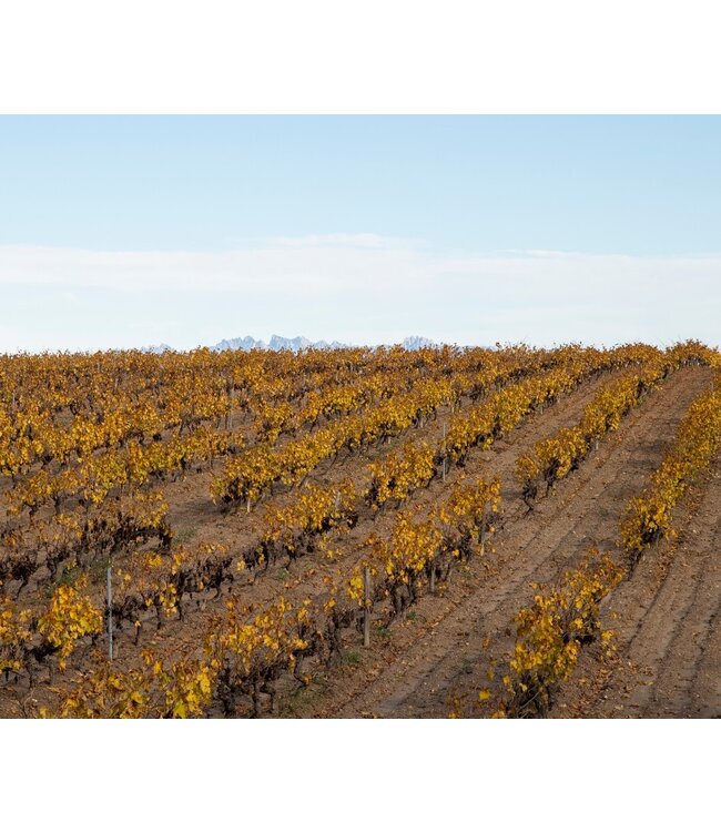 Mont Marcal Cava Extremarium Brut Reserva Bio