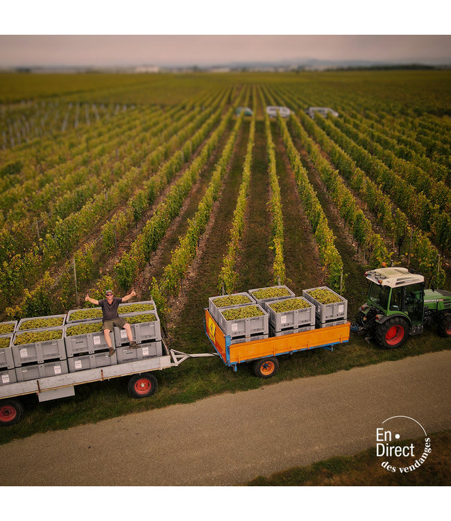 Wolfberger Gewurztraminer Signature Alsace