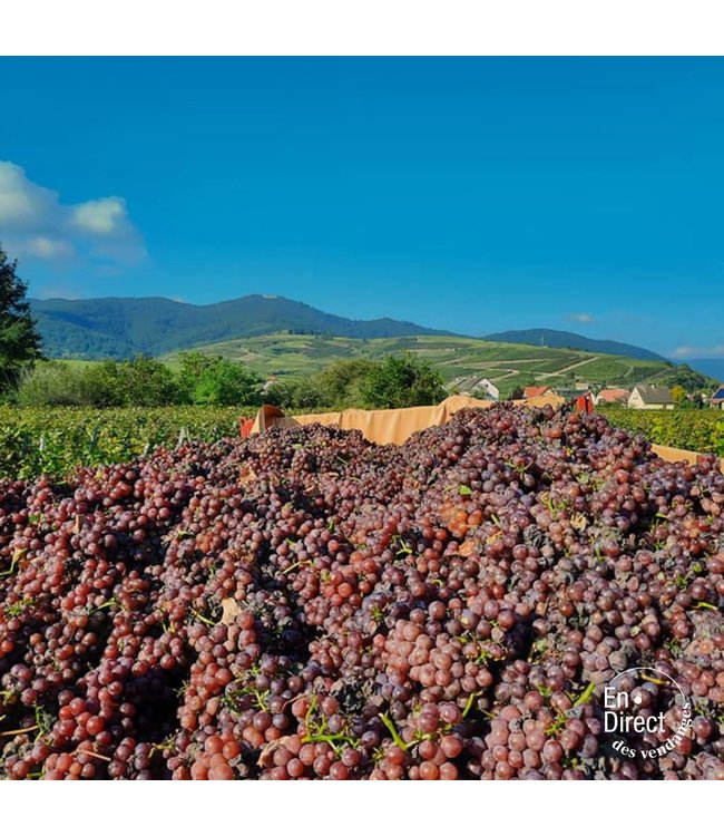 Wolfberger Gewurztraminer Signature Alsace