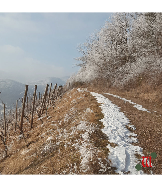 Wolfberger Gewurztraminer Signature Alsace