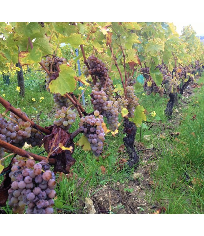 Pascal Jolivet Pouilly Fume