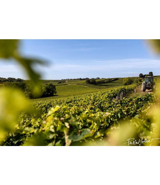 Pascal Jolivet Sancerre Rouge Pinot Noir