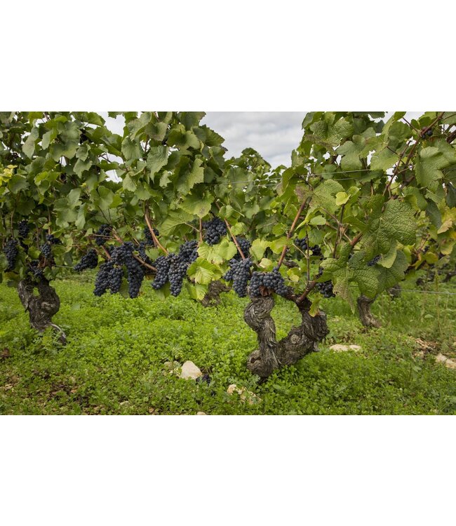 Pascal Jolivet Attitude Sauvignon Blanc