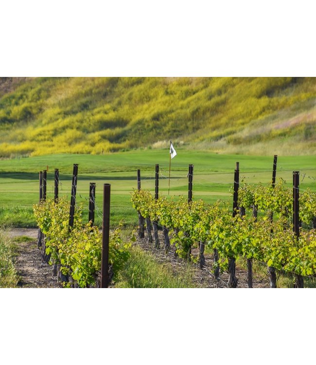 Beyer Ranch Cabernet Sauvignon