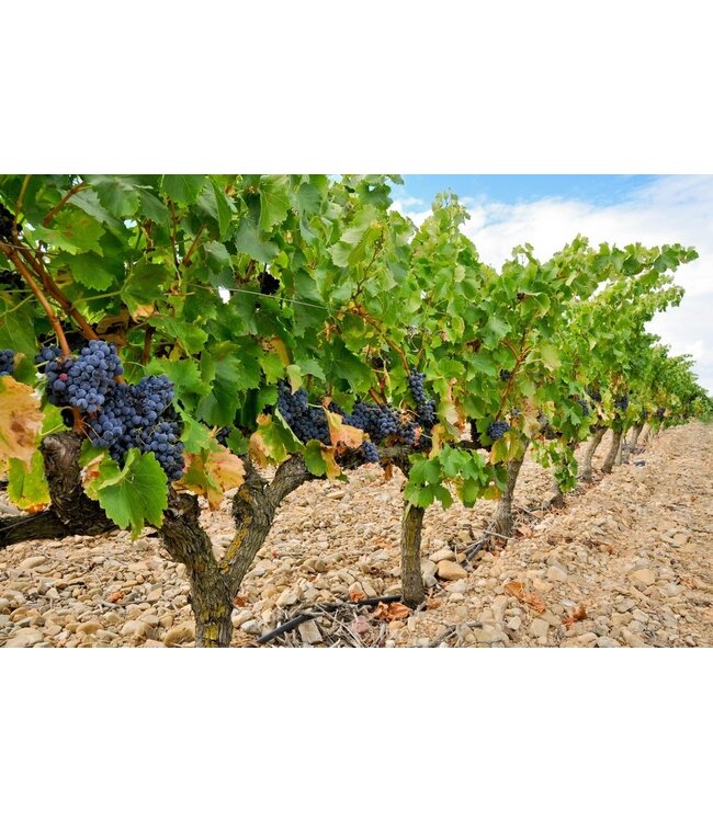 Beyer Ranch Chardonnay