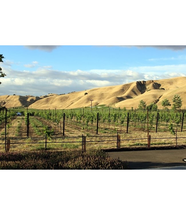 Wente Louis Mel Sauvignon Blanc Californië