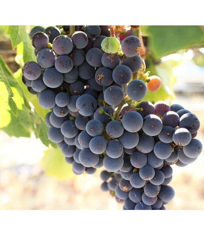 Wente Riva Ranch Pinot Noir Californië