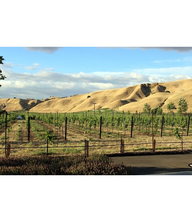 Wente Eric's Chardonnay Small Lot Californië