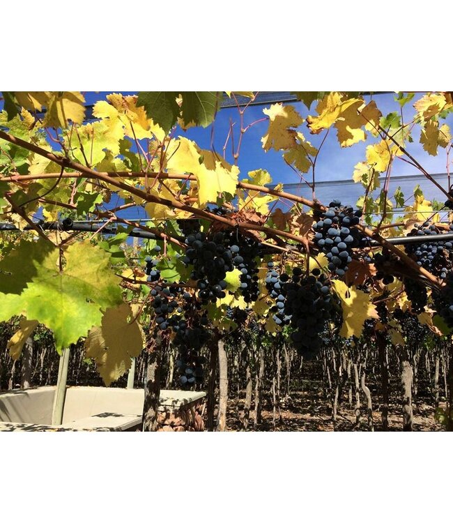Domaine Bousquet Chardonnay duurzaam geteeld