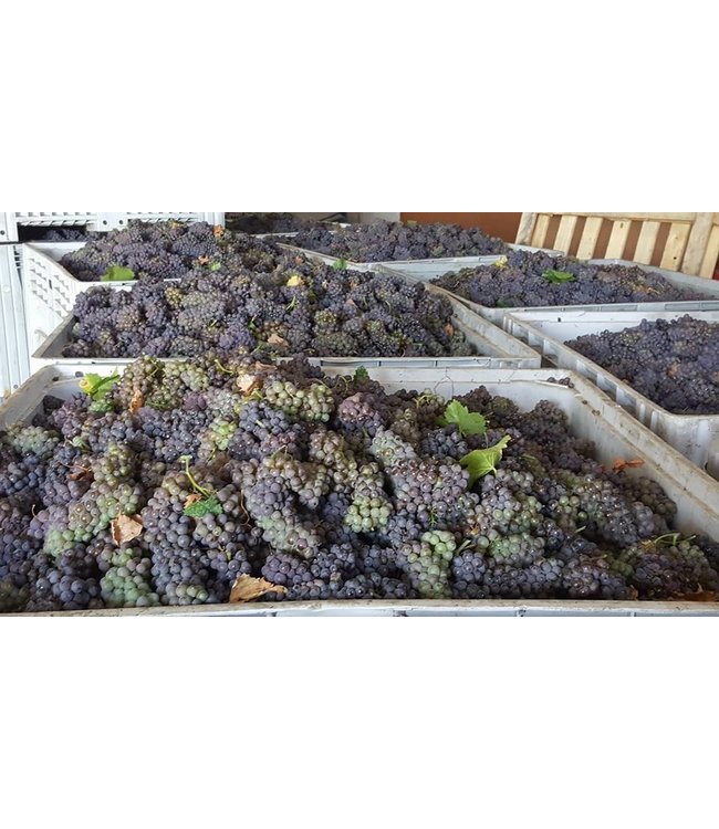 Domaine Bousquet Chardonnay Reserve duurzaam geteeld