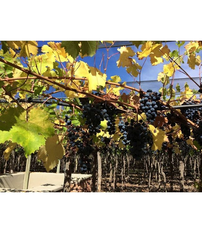 Domaine Bousquet Chardonnay Reserve duurzaam geteeld