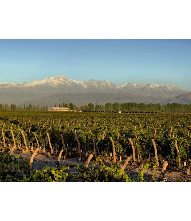 Domaine Bousquet Chardonnay Reserve duurzaam geteeld