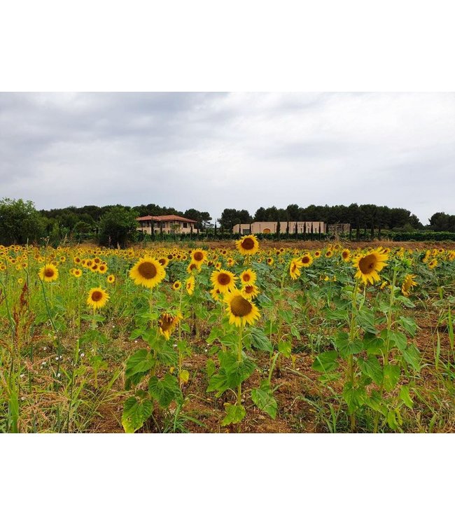 Domaine Cres Ricards Viognier IGP