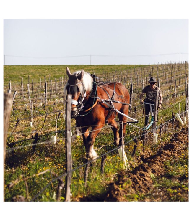Paul Mas Grande Reserve Cabernet Sauvignon duurzaam geteeld