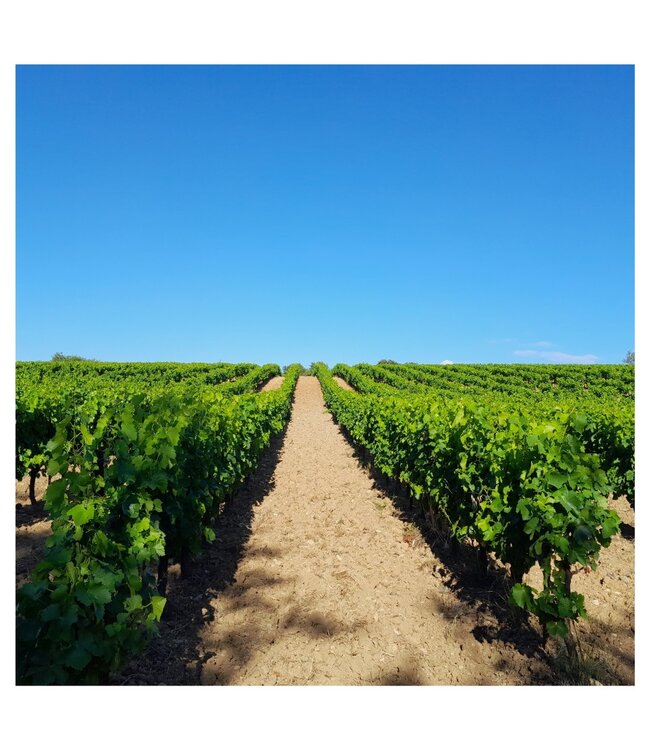 Paul Mas Grande Reserve Cabernet Sauvignon duurzaam geteeld