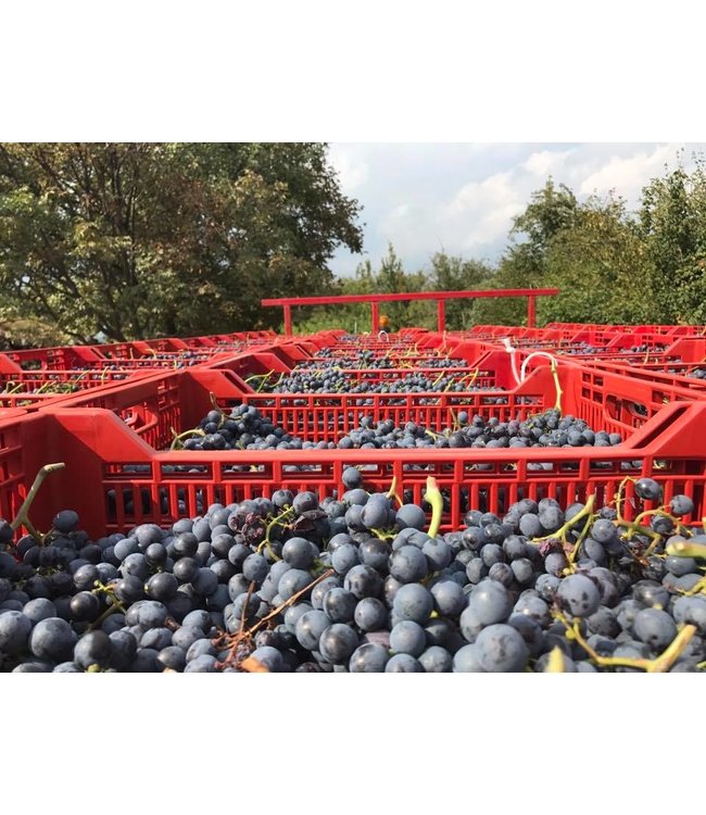 Antiche Terre Amarone della Valpolicella