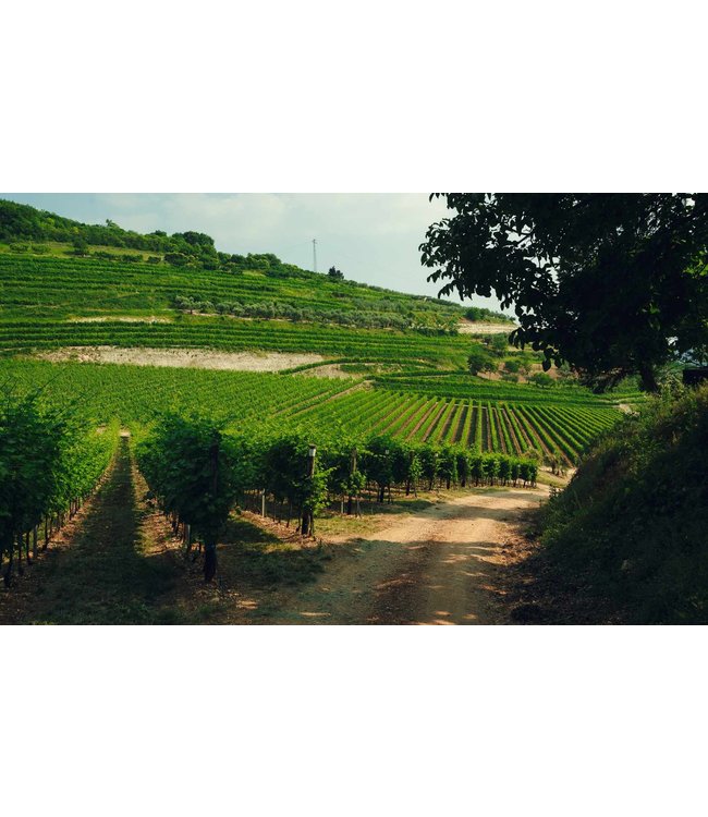 Antiche Terre Amarone della Valpolicella