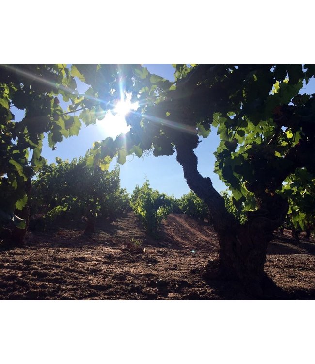 Bardos Reserva Ribera del Duero