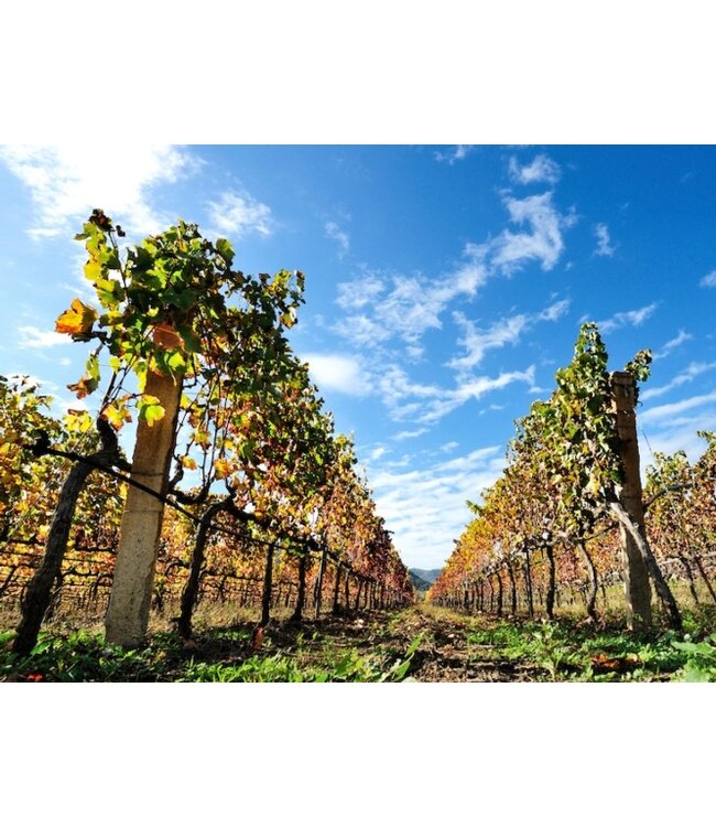 Biscardo Neropasso Rosso IGT Veneto