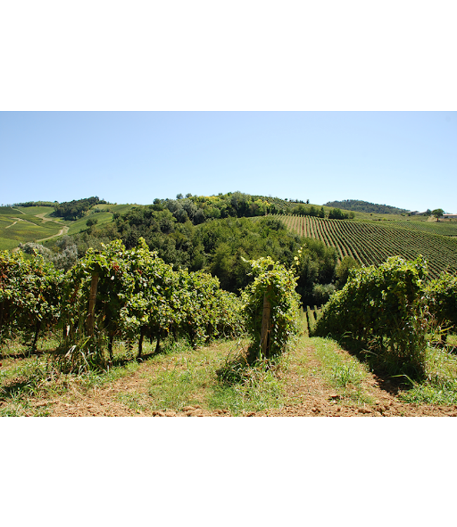 Mavum Corvina - Cabernet Sauvignon