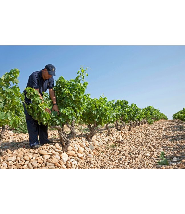 Bodegas LAN Rioja Crianza