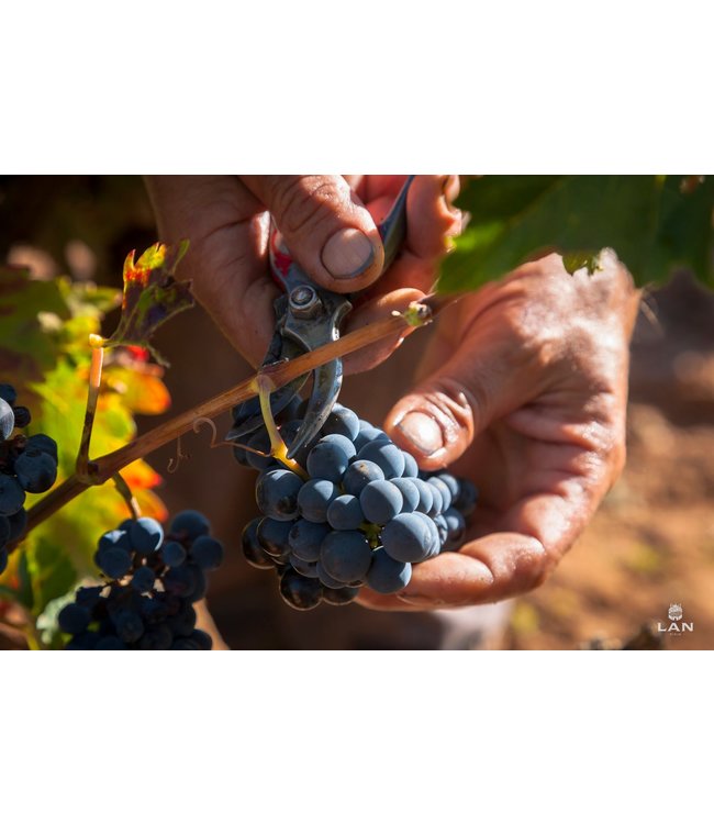 Bodegas LAN Rioja Reserva